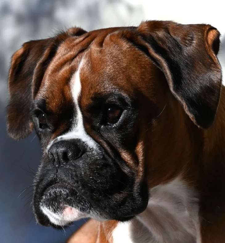 Vahile von Exkalibur